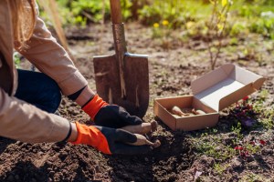 gardening4