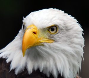 BaldEagle